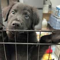 Thumbnail photo of Bear #2