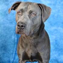 Thumbnail photo of Gracie #1