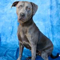 Thumbnail photo of Gracie #2