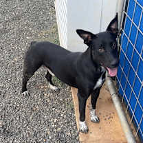 Thumbnail photo of Bodie #1