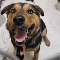 Thumbnail photo of Squatch #2