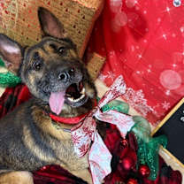 Thumbnail photo of DUKE #2