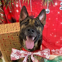 Thumbnail photo of DUKE #3