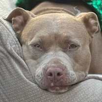 Thumbnail photo of Khloe - Courtesy Post Adopt Me! #1