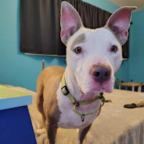 Thumbnail photo of Benji #1