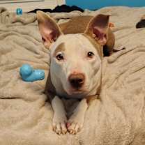 Thumbnail photo of Benji #4