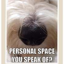 Thumbnail photo of Maggie #1