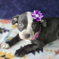 Thumbnail photo of Molly (Mx3 Litter) #2