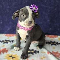 Thumbnail photo of Molly (Mx3 Litter) #3