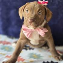 Thumbnail photo of Milly (Mx3 Litter) #4