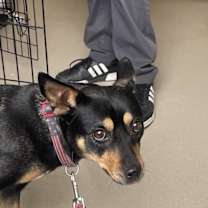 Thumbnail photo of Stella #2