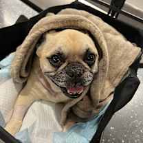 Thumbnail photo of Henry #4