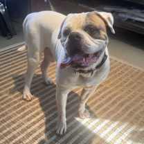 Thumbnail photo of Cotton #1