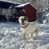 Thumbnail photo of Cotton #3