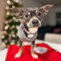 Thumbnail photo of Pea Brain  #1