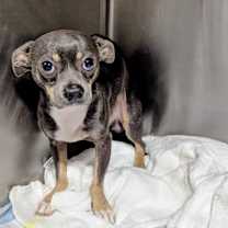 Thumbnail photo of Pea Brain  #2