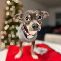 Thumbnail photo of Pea Brain  #3