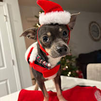 Thumbnail photo of Pea Brain  #4