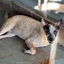 Thumbnail photo of Comet #4