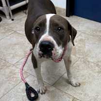 Thumbnail photo of Violet #1