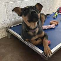 Thumbnail photo of Tickler #1