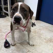 Thumbnail photo of Violet #2