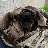 Thumbnail photo of Tickler #2