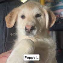 Thumbnail photo of Lemon #2