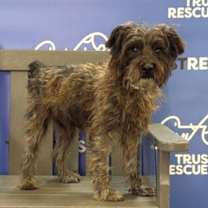 Thumbnail photo of WIZARD #1