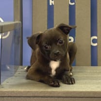 Thumbnail photo of FLICKER #3