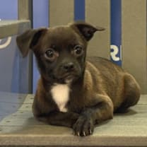 Thumbnail photo of FLICKER #4