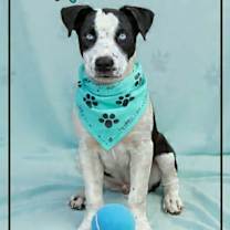 Thumbnail photo of Marshall #1