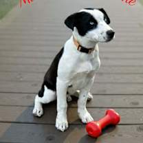 Thumbnail photo of Marshall #2