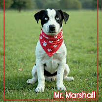 Thumbnail photo of Marshall #3