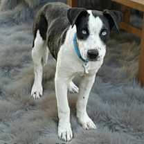 Thumbnail photo of Marshall #4