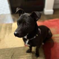 Thumbnail photo of Tyson #1