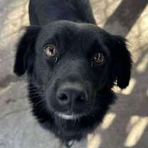 Thumbnail photo of Tyson #2