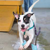 Thumbnail photo of Squishmallow #3