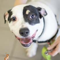 Thumbnail photo of Squishmallow #4