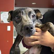 Thumbnail photo of Patches* #2