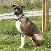 Thumbnail photo of Lily #2