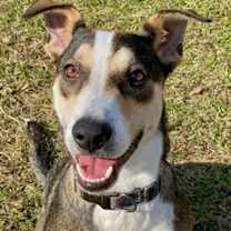 Thumbnail photo of Leo #1