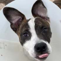 Thumbnail photo of Nino #1