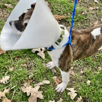 Thumbnail photo of Nino #2