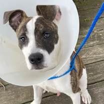 Thumbnail photo of Nino #3