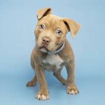 Thumbnail photo of SCRAPPY #1