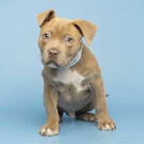 Thumbnail photo of SCRAPPY #2