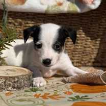 Thumbnail photo of Green Bean Casserole #1