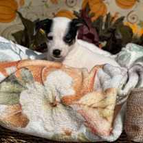 Thumbnail photo of Green Bean Casserole #3