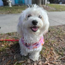 Thumbnail photo of Polly - 3 #1